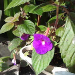 Location: my garden, Sarasota FL
Date: 2012-06-10
Bright purple bloom, hairy leaves.