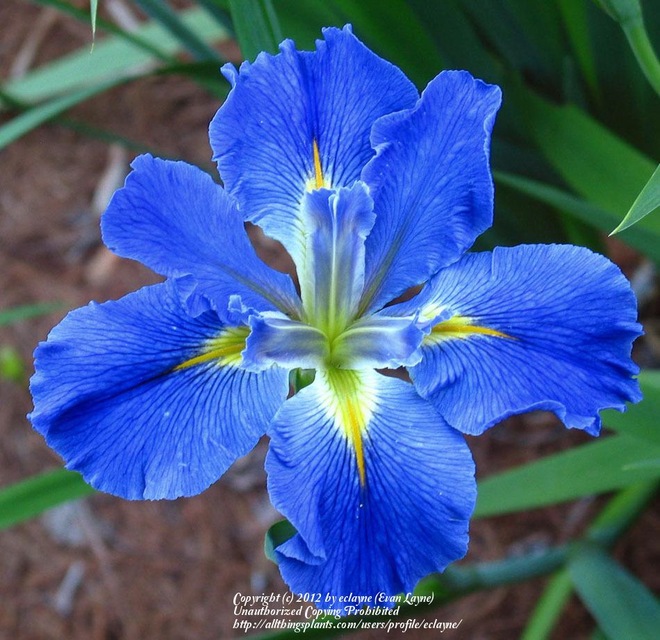 Photo of Louisiana Iris (Iris 'Sinfonietta') uploaded by eclayne