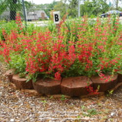 Location: Fielder House Butterfly garden Arlington, Texas.
Date: 2012-04-08
Exceptional heavy bloom.