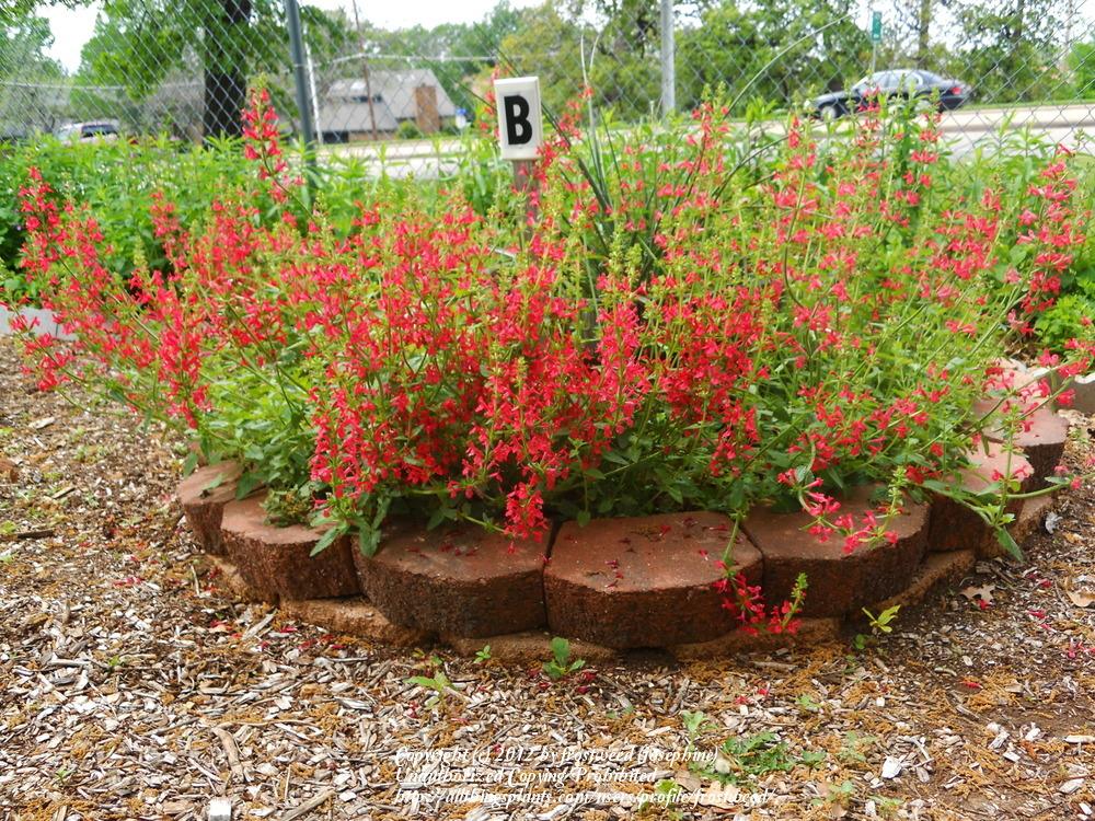 Photo of Texas Betony (Stachys coccinea) uploaded by frostweed
