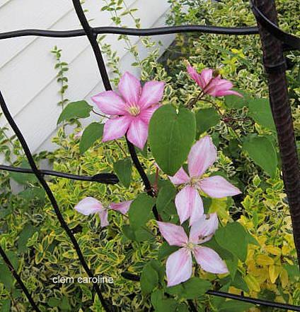 Photo of Clematis 'Caroline' uploaded by ge1836