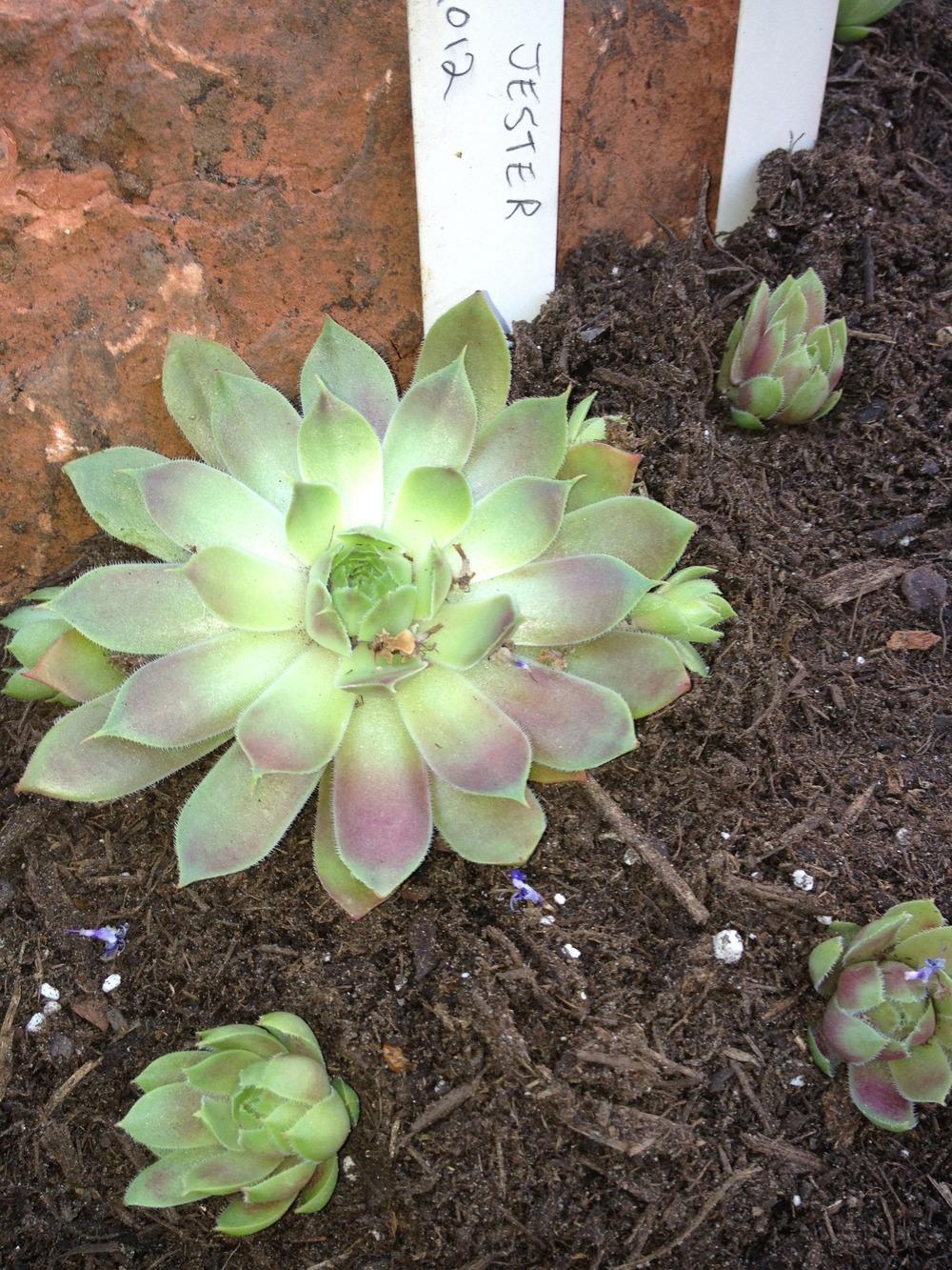 Photo of Hen and Chicks (Sempervivum 'Gay Jester') uploaded by keyi