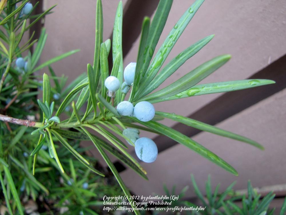 Photo of Buddhist Pine (Podocarpus macrophyllus) uploaded by plantladylin