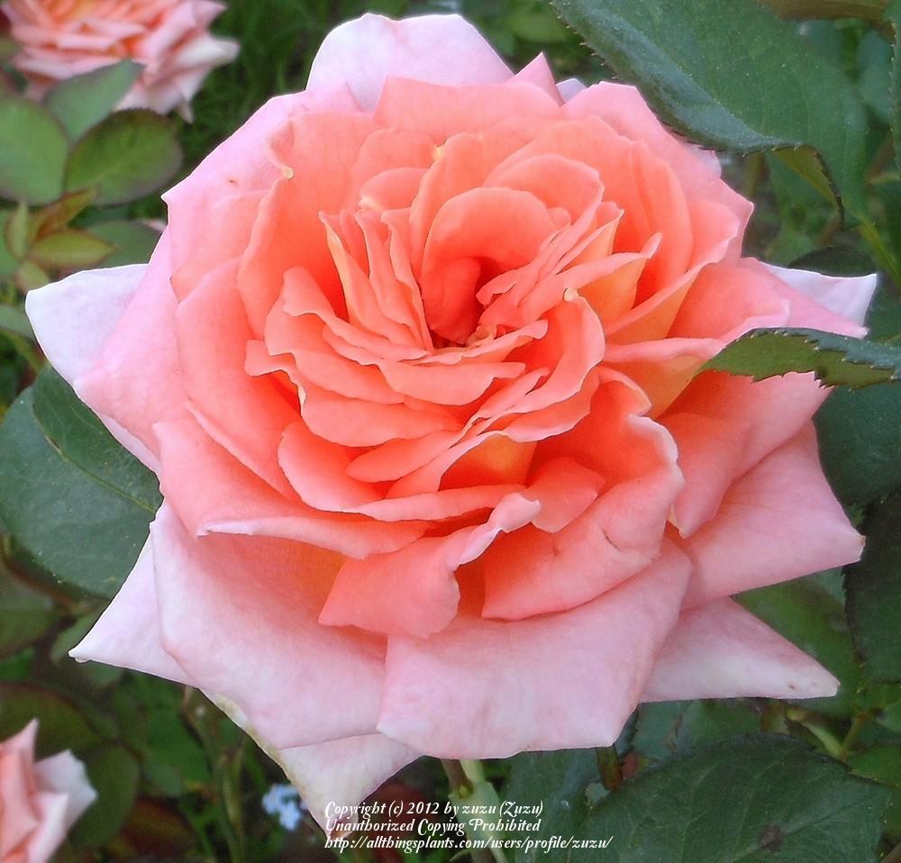 Photo of Rose (Rosa 'Good Morning') uploaded by zuzu