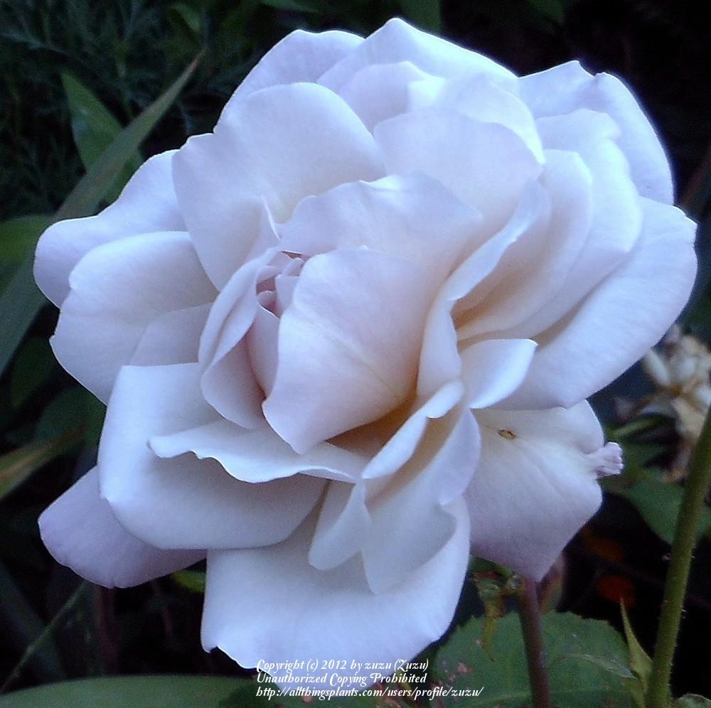 Photo of Rose (Rosa 'Grey Dawn') uploaded by zuzu