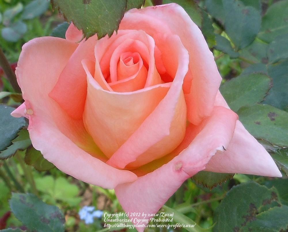 Photo of Rose (Rosa 'Good Morning') uploaded by zuzu