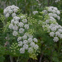 Location: Clarence, IL
Date: 2012-06-03
Poison Hemlock blooms