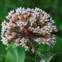 Location: Lake Red Rock, Knoxville, IA
Date: 2012-06-05
Close-up of bloom, complete with a little red beetle.