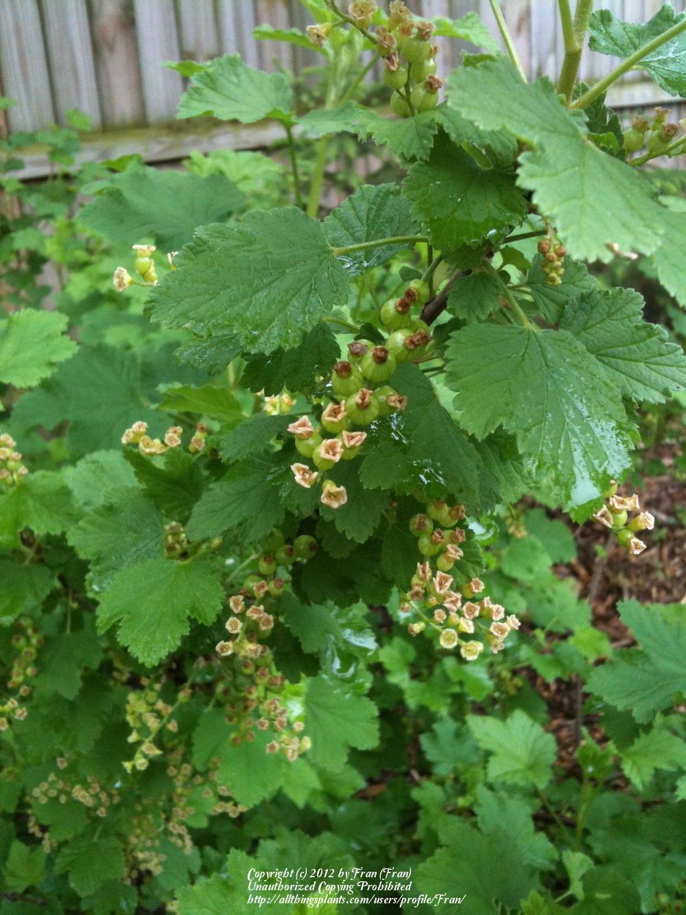 Photo of Red Currant (Ribes rubrum) uploaded by Fran