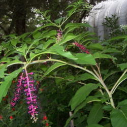 Location: Medina Co., Texas
Date: July 2010
Pokeweed with berries