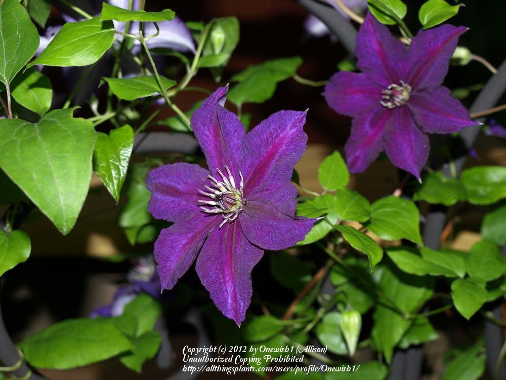 Photo of Clematis Happy Birthday™ uploaded by Onewish1