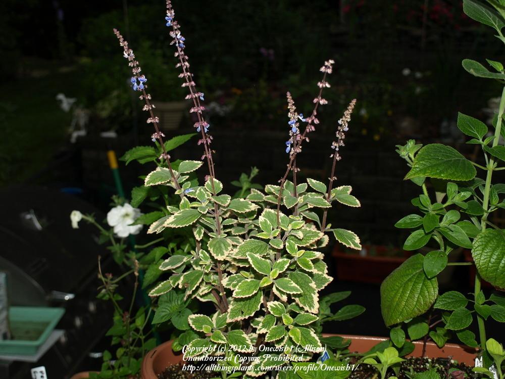 Photo of Cockspur Flower (Plectranthus parviflorus 'Sapphire Dream') uploaded by Onewish1