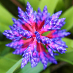 Location: Bradenton, Florida
Date: 18 Otc 2010
You can not ignore this electric blue and pink bloom in your gard