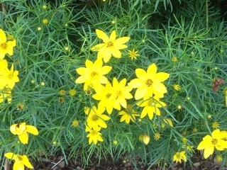 Photo of Threadleaf Coreopsis (Coreopsis verticillata) uploaded by SCButtercup