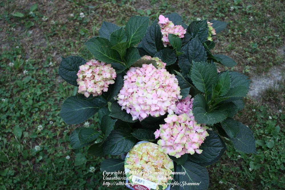 Photo of Hydrangea (Hydrangea macrophylla Forever & Ever® Fantasia  ) uploaded by Shannon