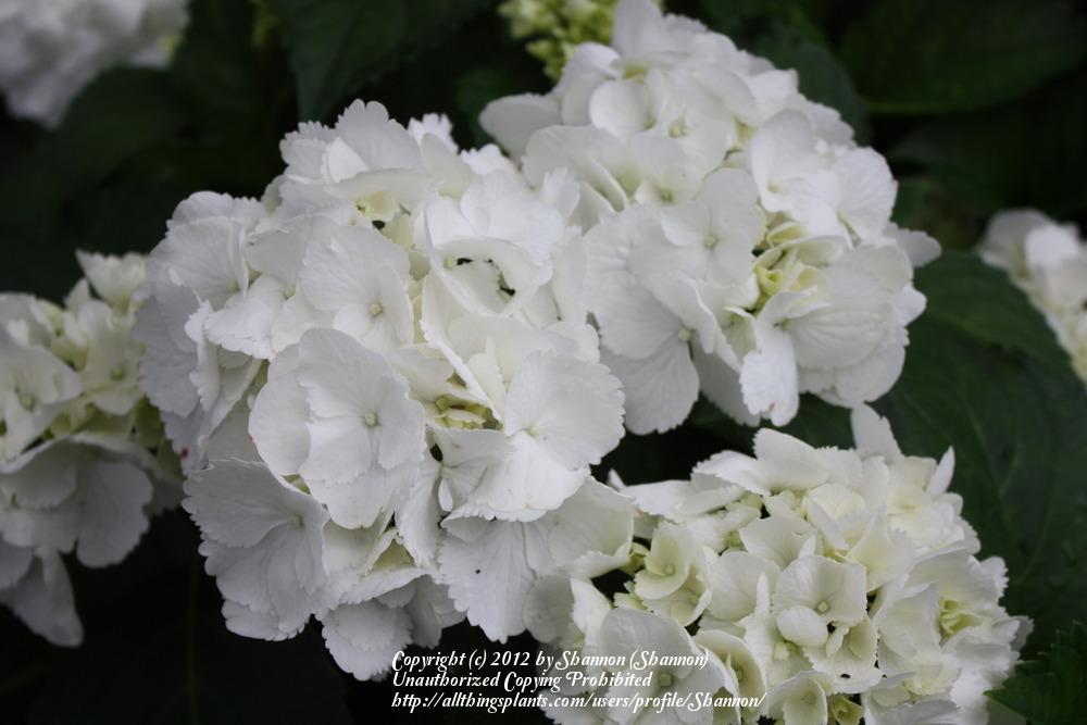 Photo of Hydrangea (Hydrangea macrophylla Forever & Ever® White Out) uploaded by Shannon
