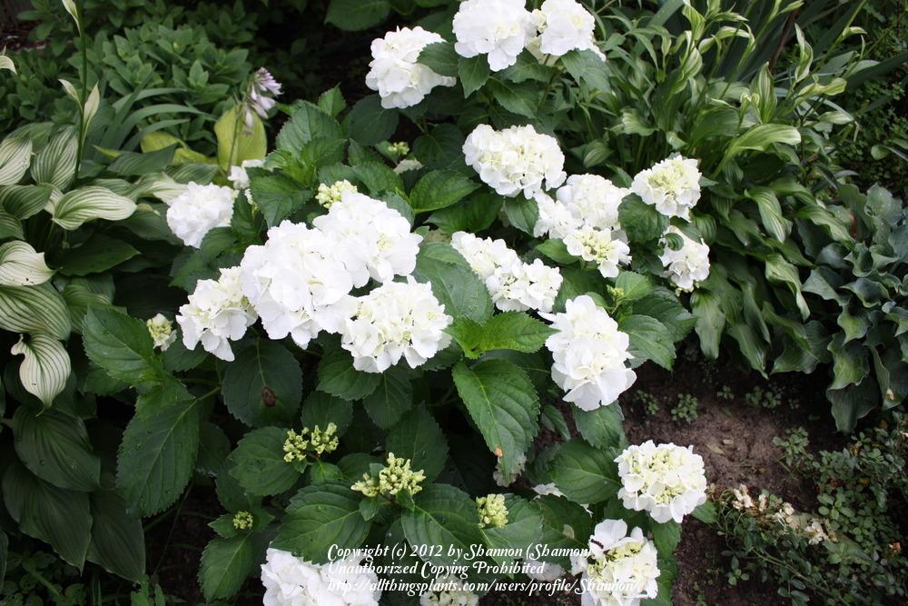Photo of Hydrangea Hydrangea macrophylla Forever amp; Ever® White Out 