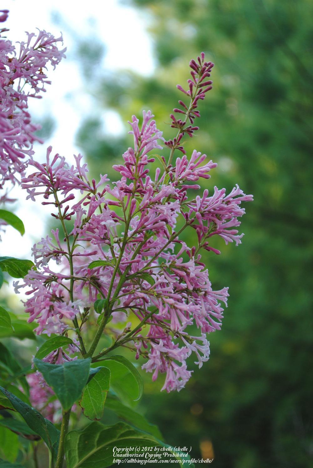 Photo of Dwarf Lilac (Syringa Josee™) uploaded by chelle