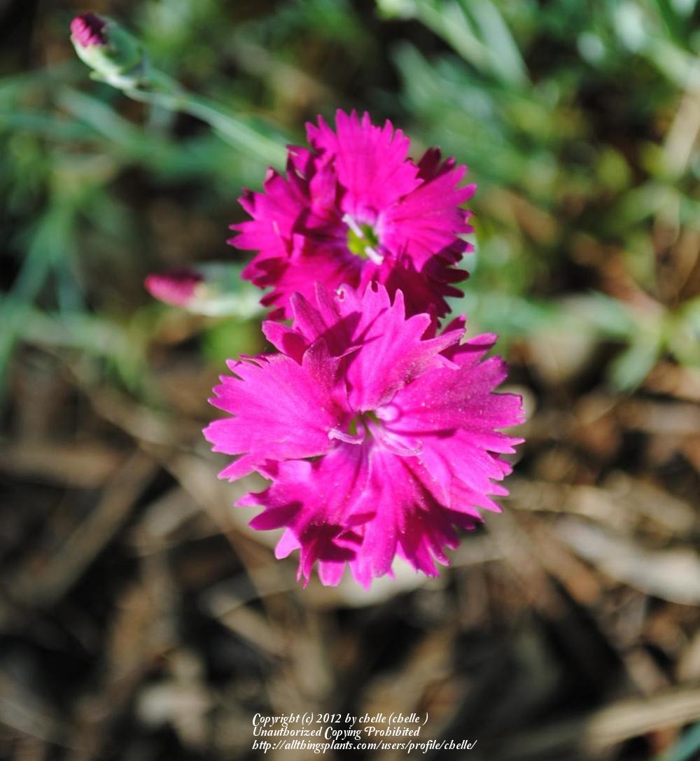 Photo of Cheddar Pink (Dianthus gratianopolitanus 'Feuerhexe') uploaded by chelle