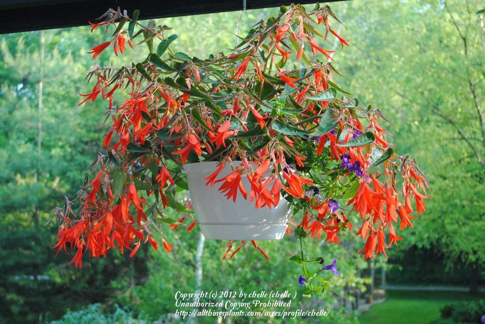 Photo of Begonia (Begonia boliviensis Bonfire®) uploaded by chelle