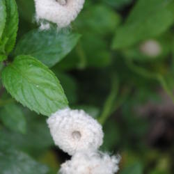 Location: My Northeastern Indiana Gardens - Zone 5b
Date: 2012-06-11
Seeds enclosed in fluffy matter.