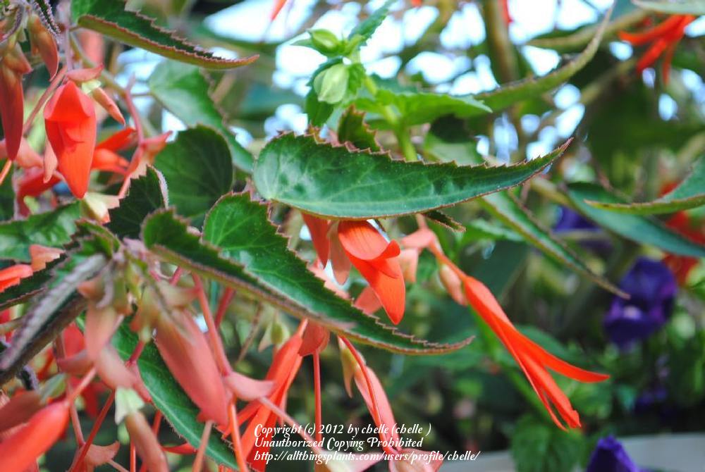 Photo of Begonia (Begonia boliviensis Bonfire®) uploaded by chelle