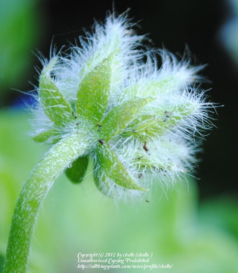 Photo of Ivy Geranium (Pelargonium peltatum Contessa™ Burgundy) uploaded by chelle