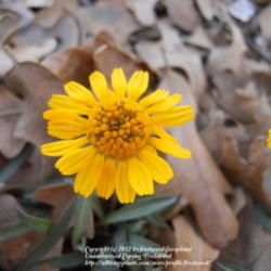 Location: Fielder House Butterfly garden Arlington, Texas.
Date: 2012-02-22
Close up of flower.