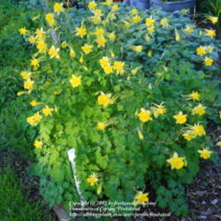 Location: My yard in Arlington, Texas.
Date: 2012-04-08
Beautiful plant.