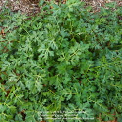 Location: My yard in Arlington, Texas.
Date: 2012-03-01
Green leaves in winter.