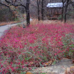 Location: Molly Hollar Wildscape Arlington, Texas.
Date: 2012-01-25
A lovely group of plants.