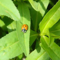 Location: Northeastern, Texas
Date: 2012-04-15
Tagetes lucida attracts beneficial ladybugs