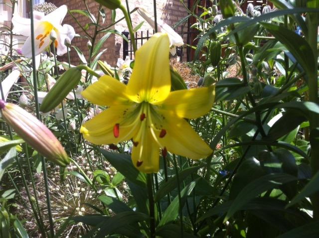 Photo of Lily (Lilium 'Yellow Whoppers') uploaded by Ispahan