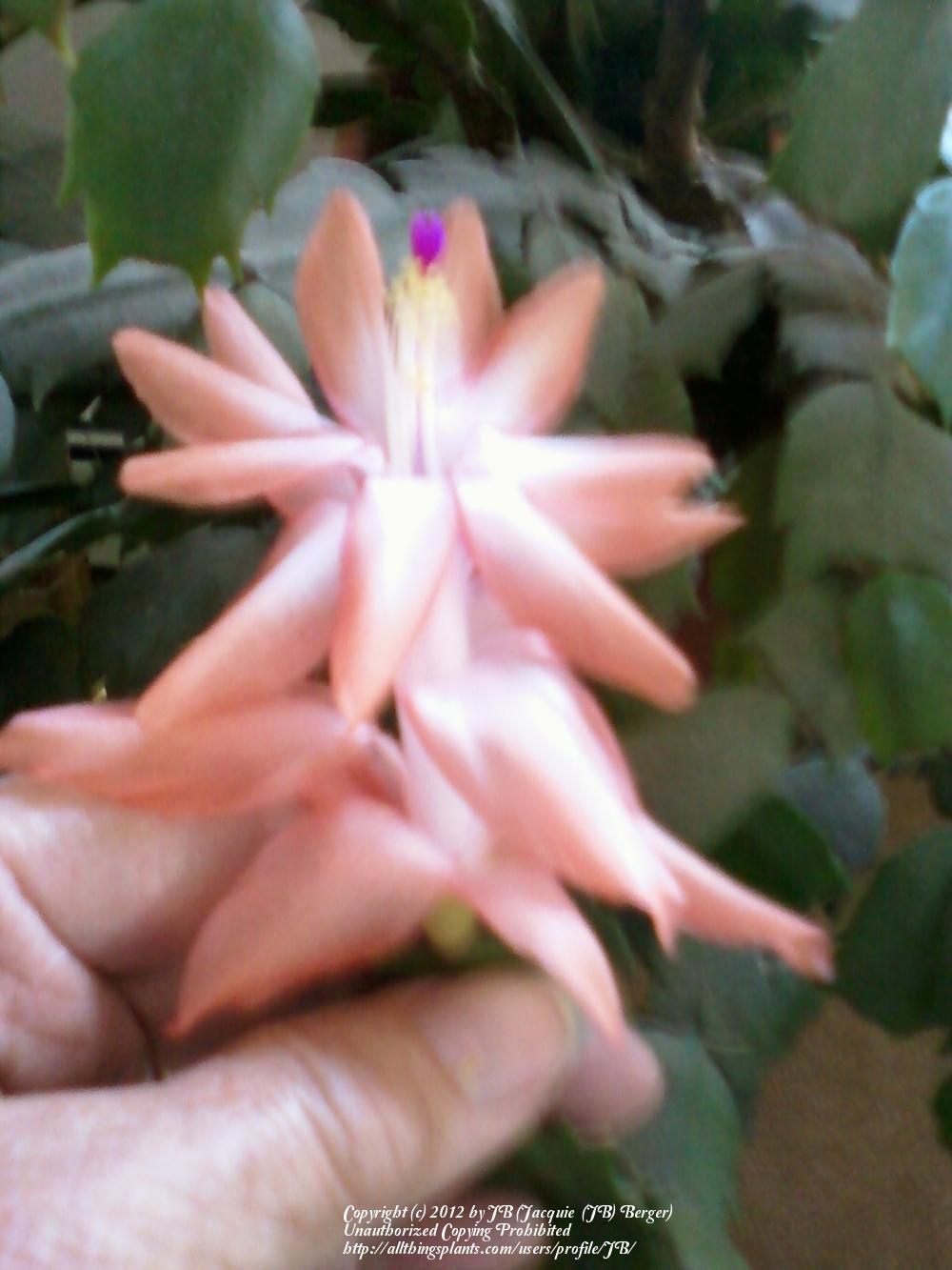 Photo of Thanksgiving Cactus (Schlumbergera truncata 'Twilight Tangerine') uploaded by JB
