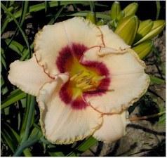 Photo of Daylily (Hemerocallis 'Queensland') uploaded by Joy