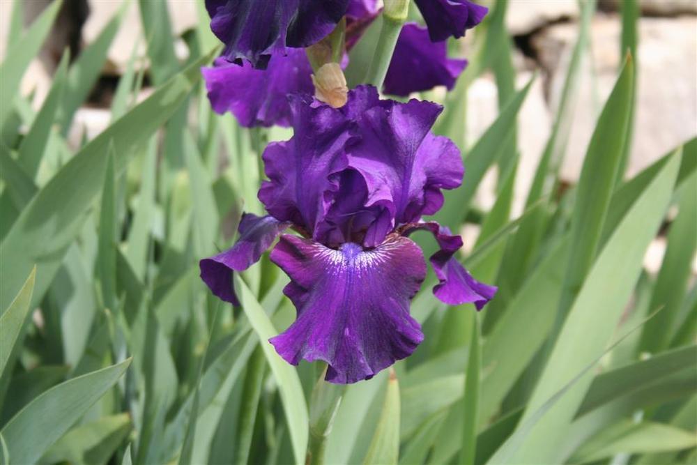 Photo of Tall Bearded Iris (Iris 'Rosalie Figge') uploaded by KentPfeiffer