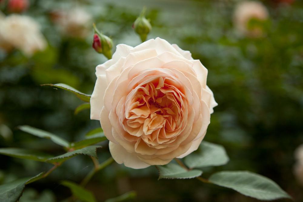 Photo of English Shrub Rose (Rosa 'A Shropshire Lad') uploaded by Mike