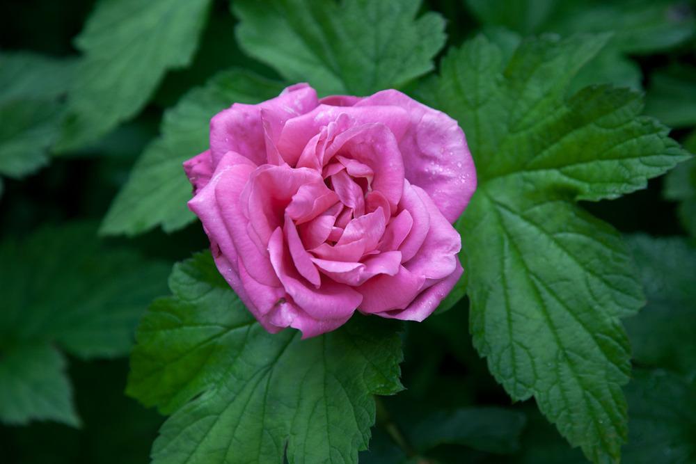 Photo of Rose (Rosa 'Miss All-American Beauty') uploaded by Mike