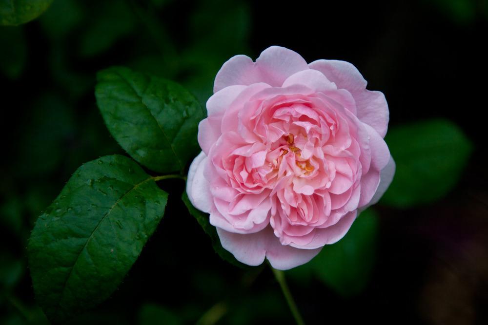 Photo of Rose (Rosa 'Eglantyne') uploaded by Mike