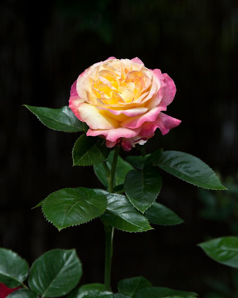 Photo of Rose (Rosa 'Love & Peace') uploaded by Mike