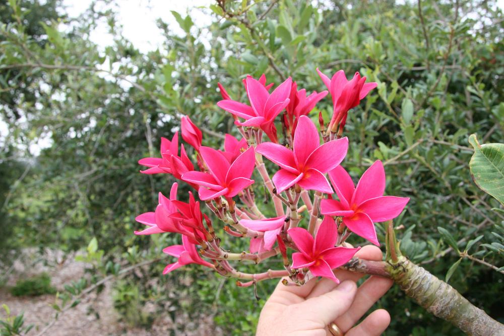Photo of Plumeria (Plumeria rubra 'Key West Red') uploaded by RobertB