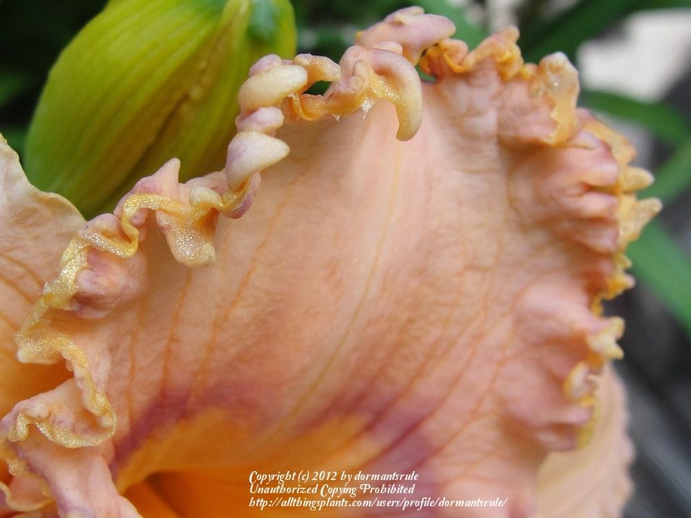 Photo of Daylily (Hemerocallis 'Prickly Sensation') uploaded by dormantsrule