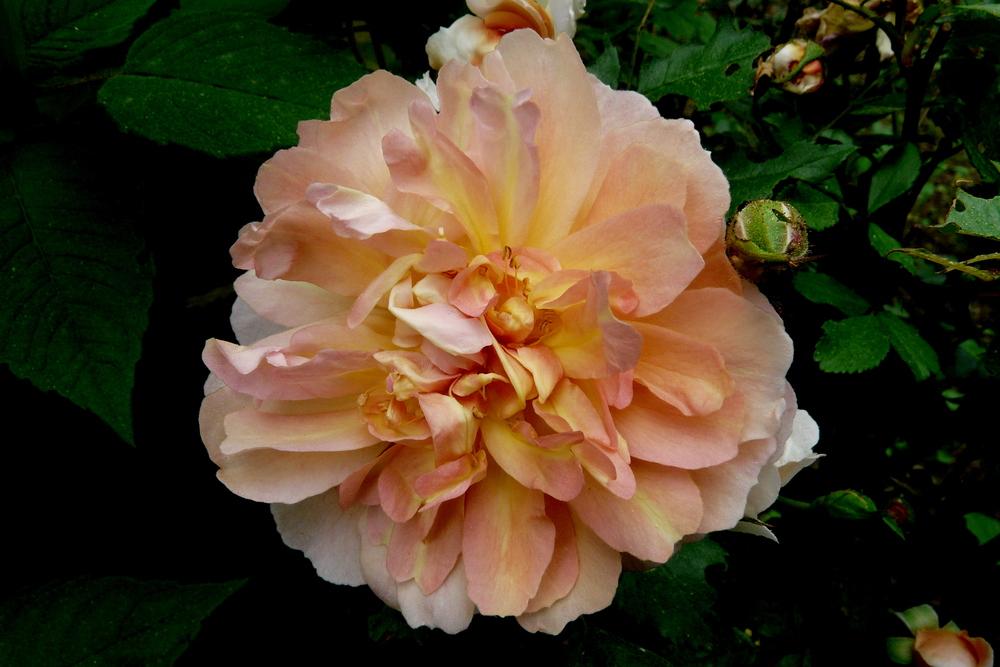 Photo of Rose (Rosa 'Ladies in Waiting') uploaded by kassiap