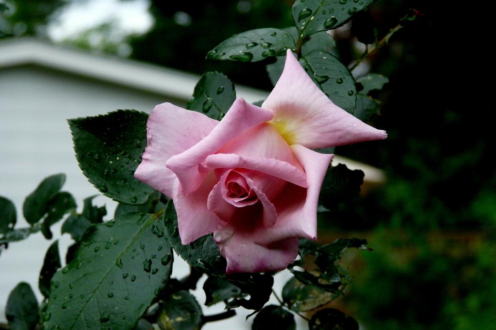 Photo of Climbing Hybrid Tea Rose (Rosa 'Compassion') uploaded by kassiap