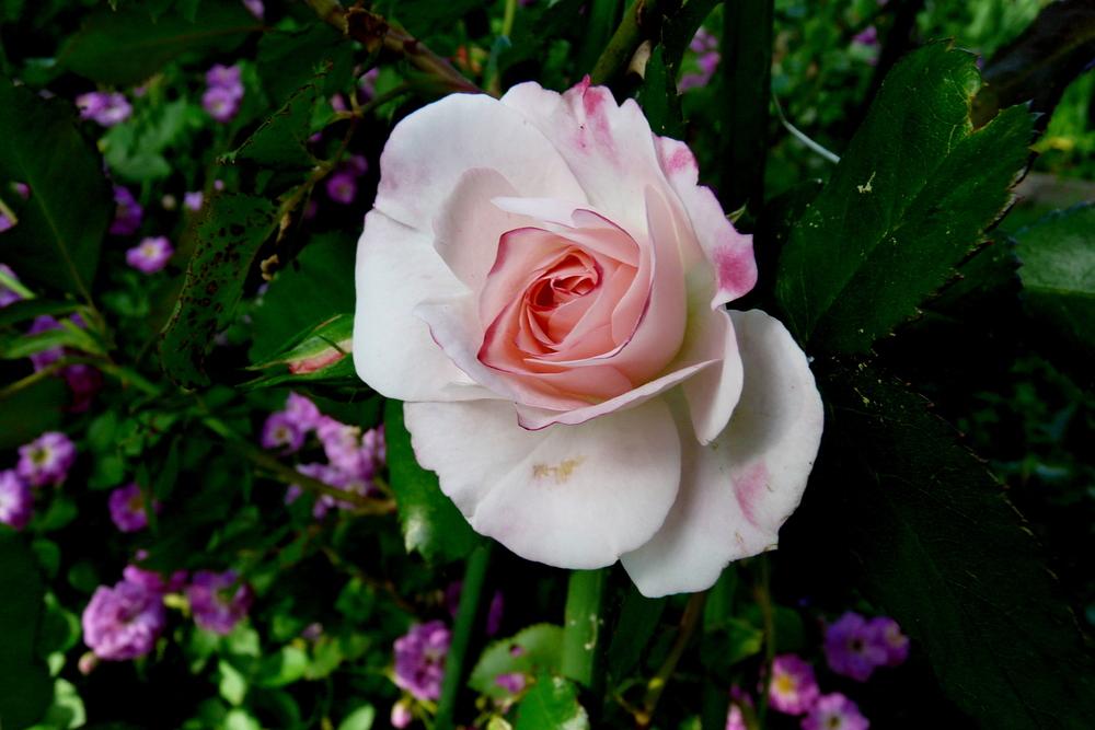 Photo of Rose (Rosa 'Rosenstadt Freising') uploaded by kassiap