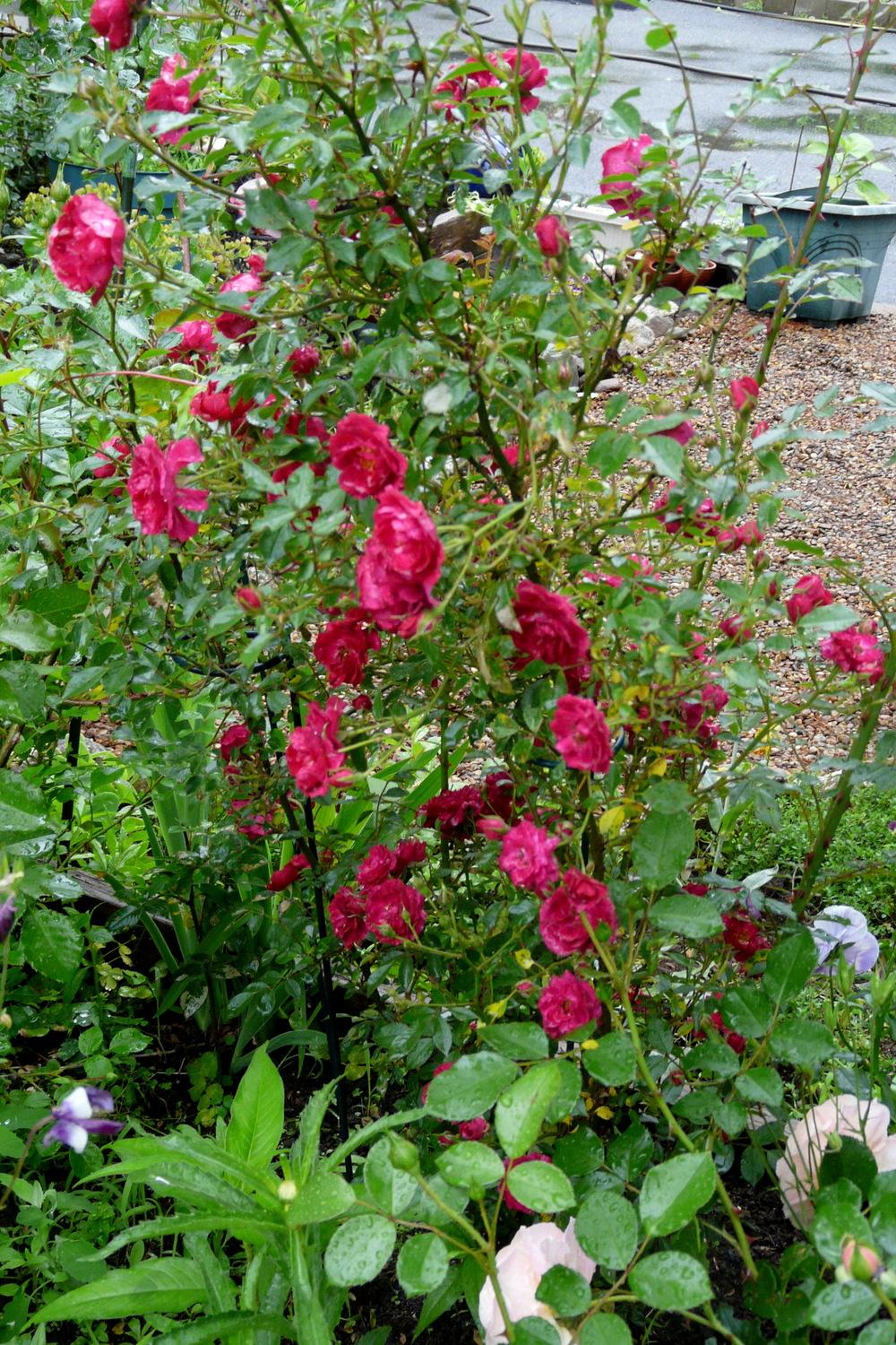 Photo of Rose (Rosa 'Verdun') uploaded by kassiap