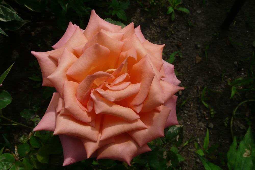 Photo of Rose (Rosa 'Victor Borge') uploaded by kassiap