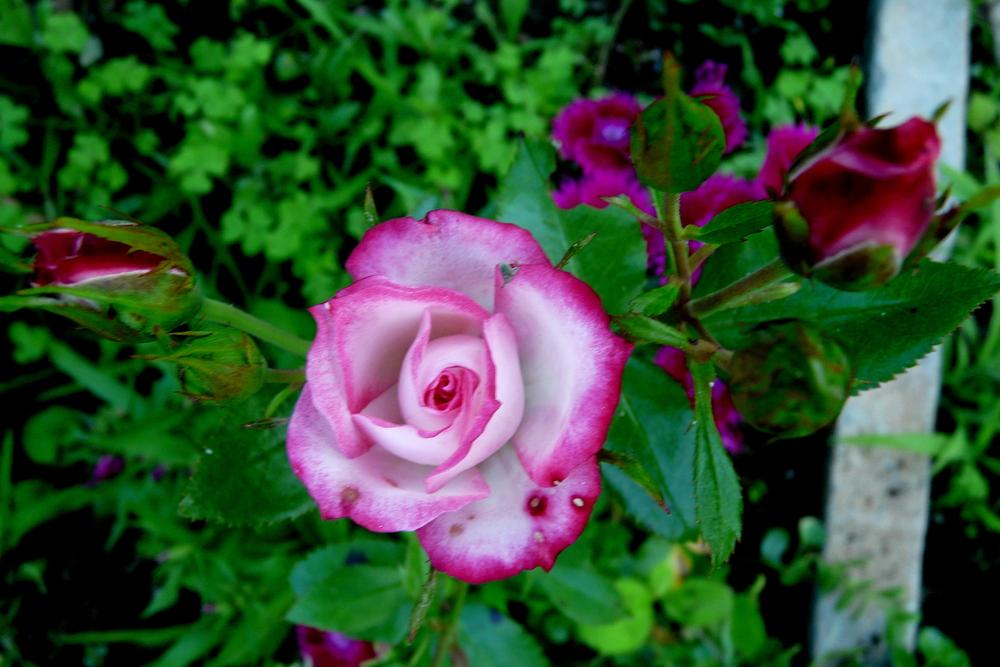 Photo of Rose (Rosa 'Kristin') uploaded by kassiap