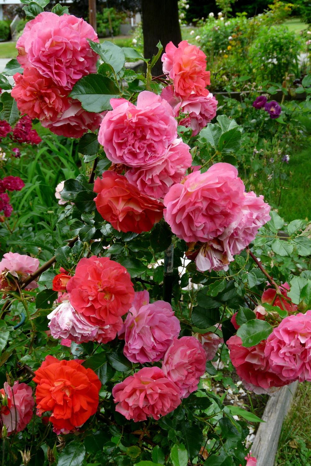 Photo of Rose (Rosa 'Gebrueder Grimm') uploaded by kassiap