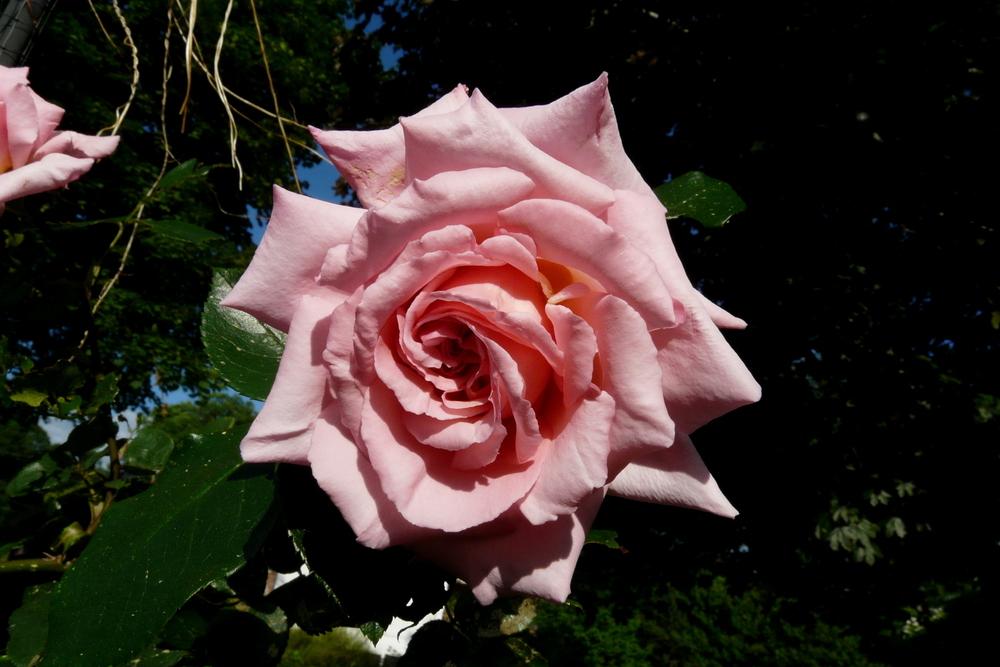 Photo of Climbing Hybrid Tea Rose (Rosa 'Compassion') uploaded by kassiap